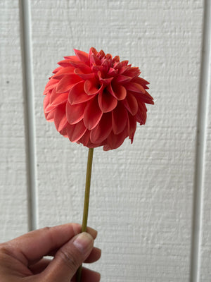 Unnamed Seedling 8