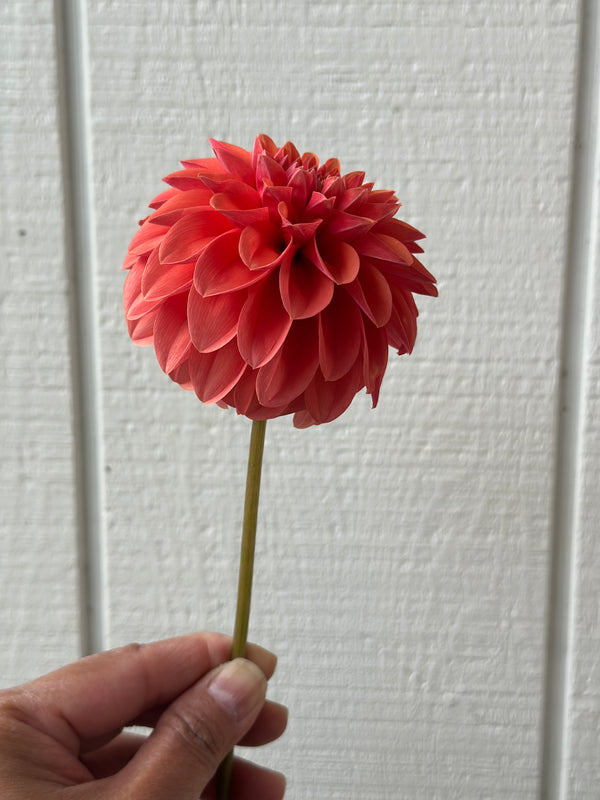 Unnamed Seedling 8