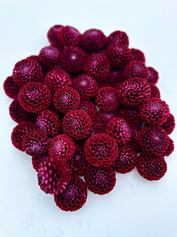 Roe Sugarplum
