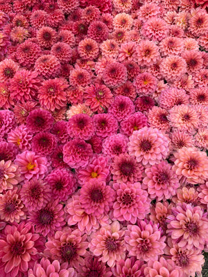 Dahlia Seeds- MIXED FULLY DOUBLE (Limit 1)