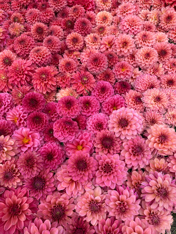 Dahlia Seeds- MIXED FULLY DOUBLE (Limit 1)