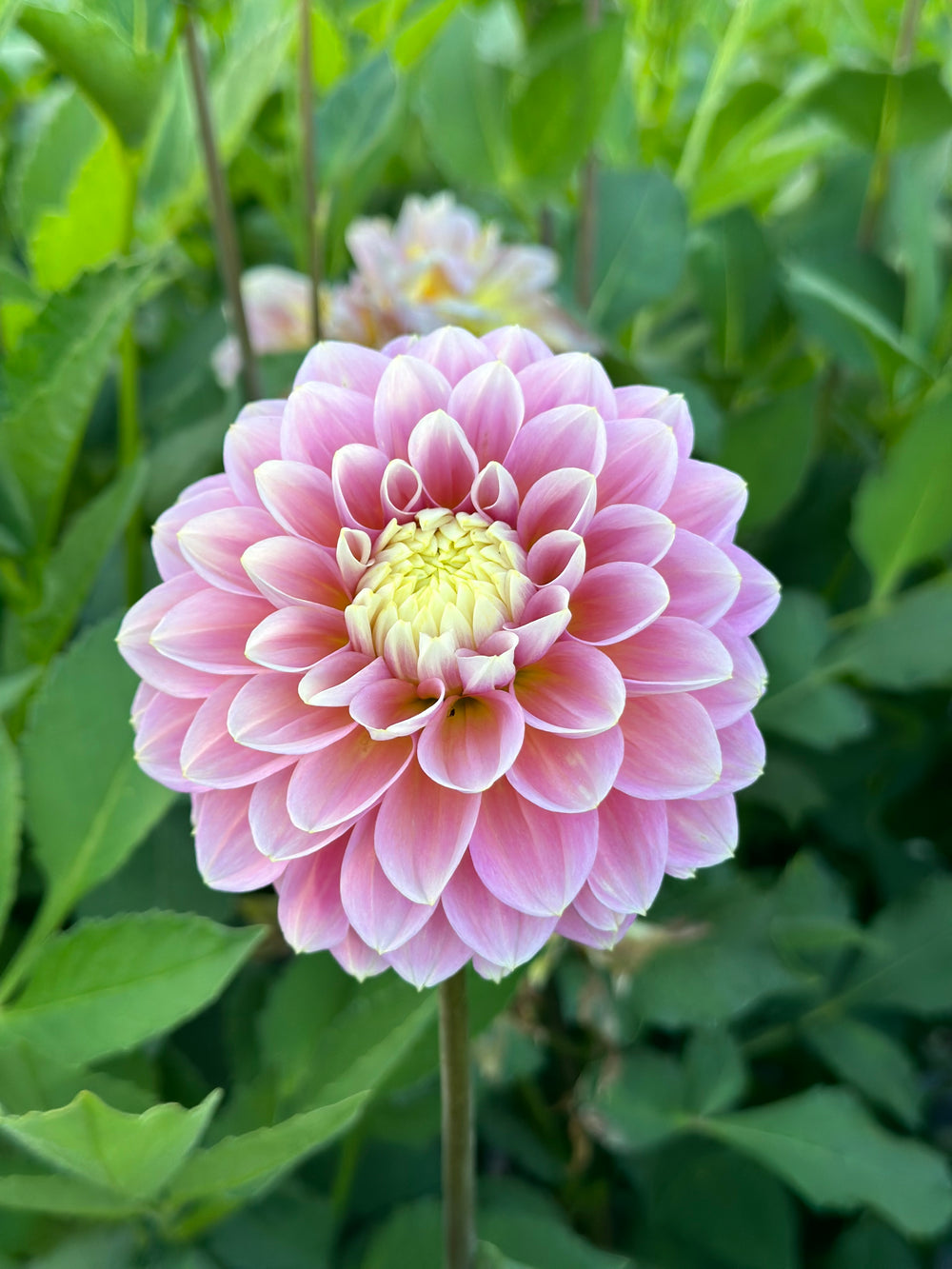 Roe Luminara (LIMIT 1)