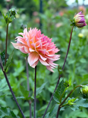Unnamed Seedling