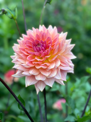 Unnamed Seedling