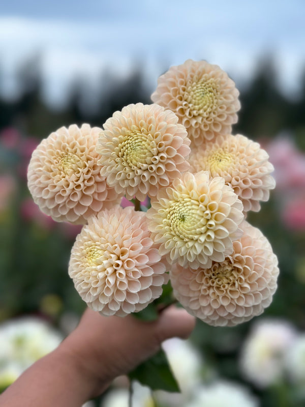 Roe Opaline Pearl (LIMIT 1)