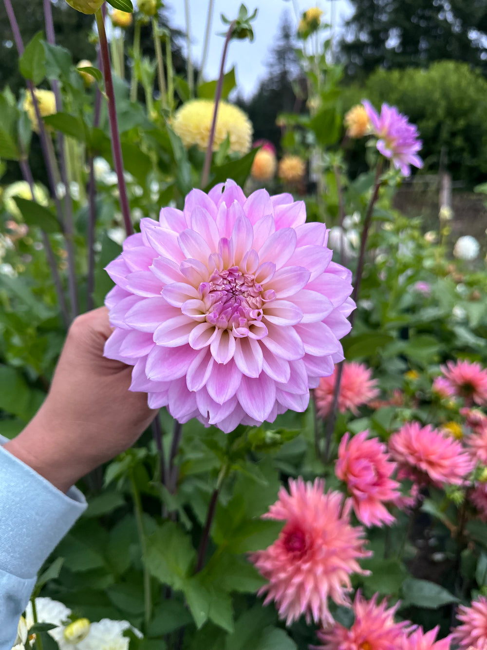 Roe Violetta (LIMIT 1)