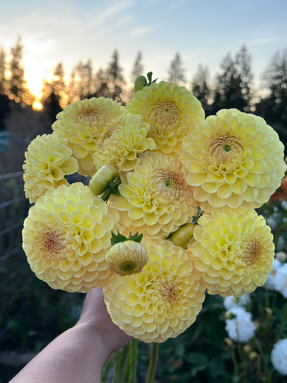 Roe Seanshine (Limit 1)