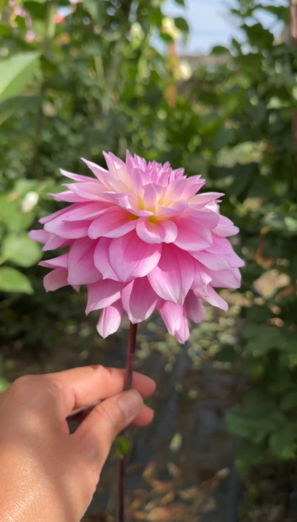 Roe Violetta (LIMIT 1)