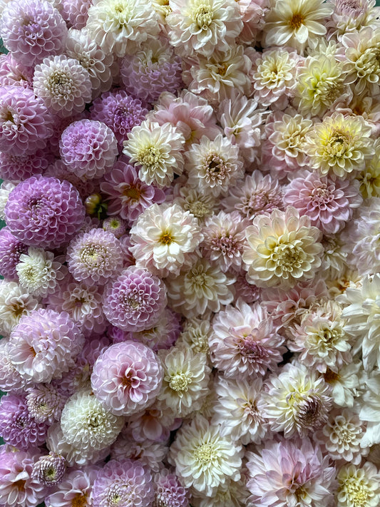 Narrows Ryder- this variety missed picture day